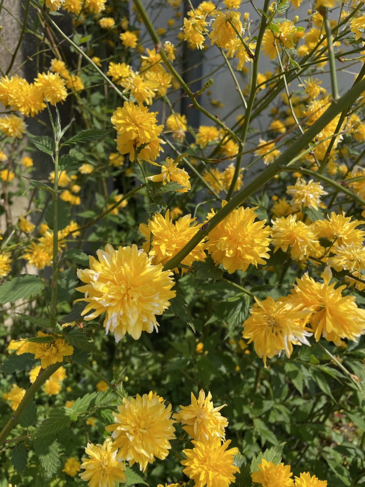 158EA15B-C538-4E3A-BE19-61CE43E27C0F