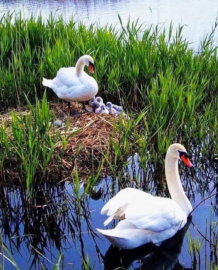 159247934_1125207411277946_5065626159155814878_n