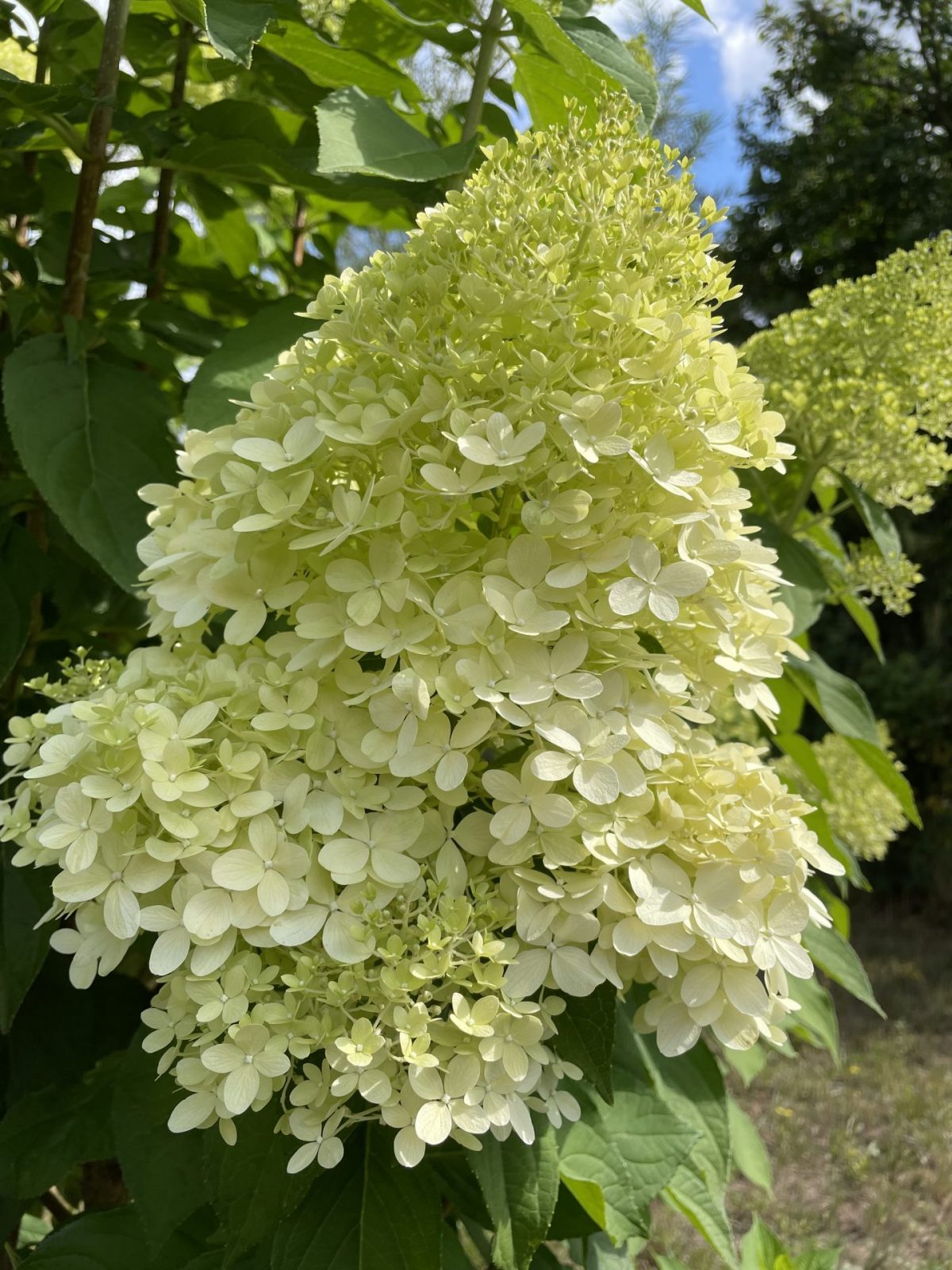 15EE07E3-1AC2-4433-8DF8-0133A73F3881