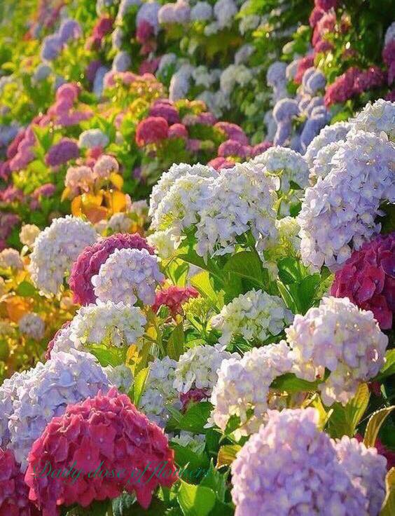 160488955_2977990955753836_341391015580267919_n