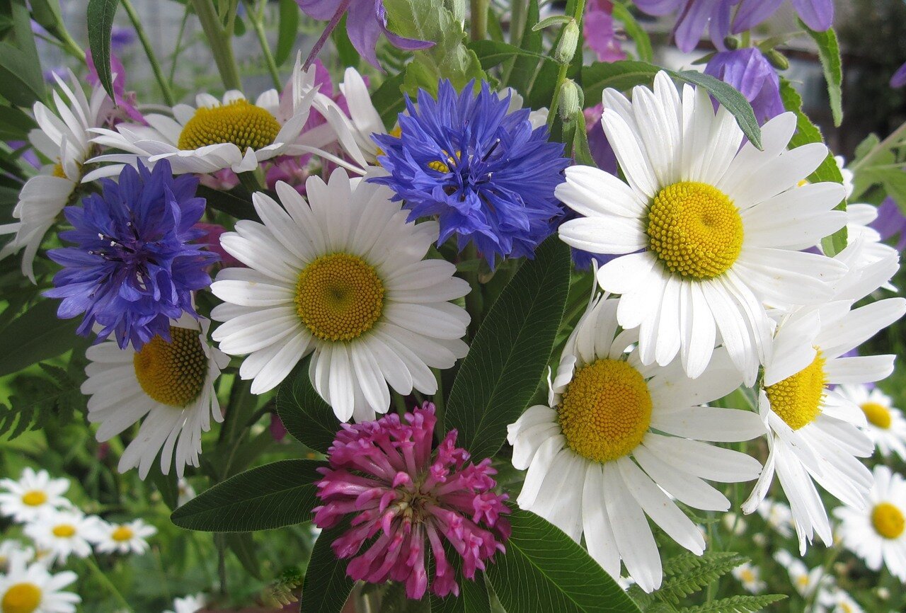 1618948186_4-oir_mobi-p-romashki-vasilki-kolokolchiki-tsveti-krasi-4