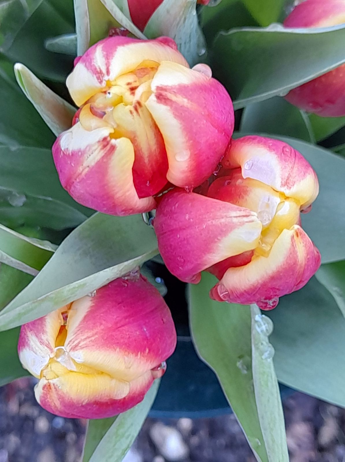 162233600_114581743988840_8643373731251878025_o