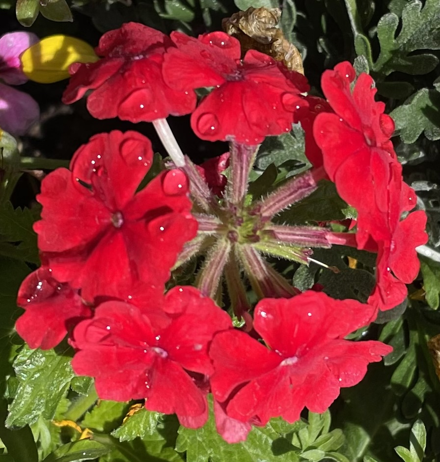 1629450A-9EC4-4F3F-8311-BB75FF0C424C