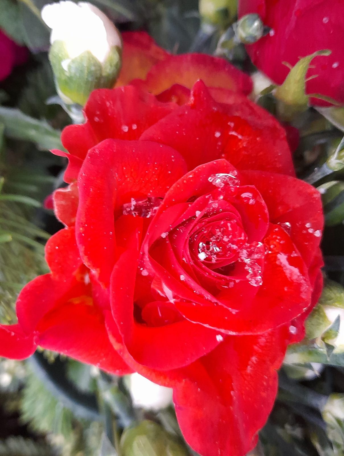 163448826_115389947241353_5927633151187328845_o