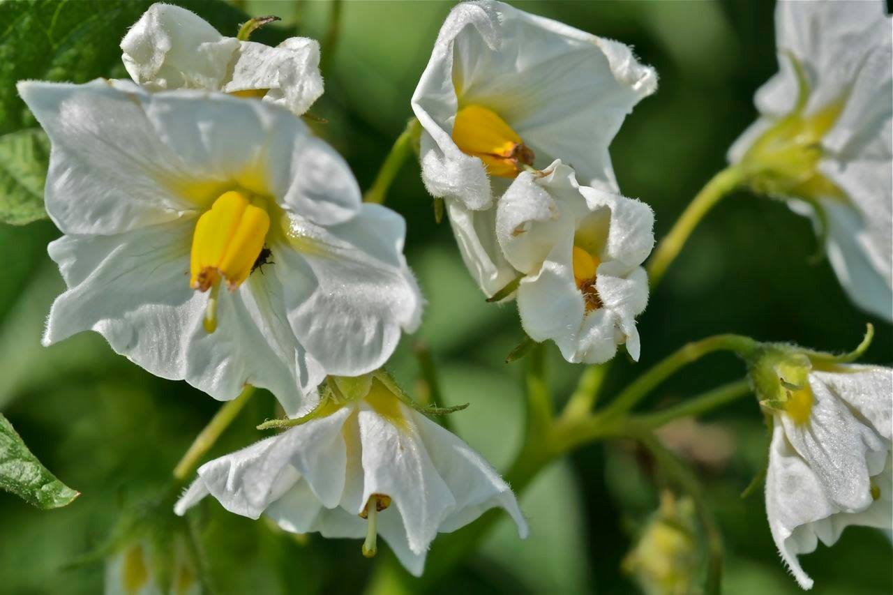 16836558_1081631645297818_3852072103845458792_o