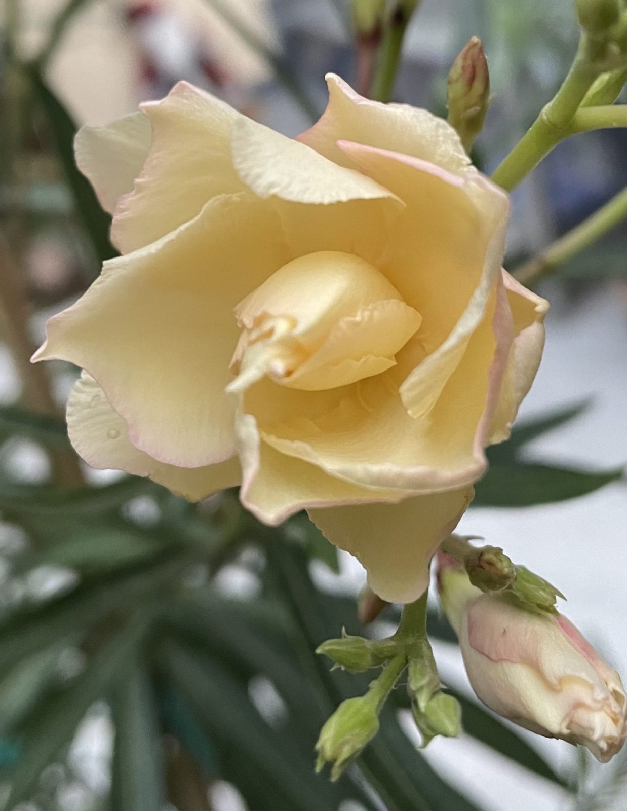 168DBBB6-30E3-42DD-838F-34943C654DB7