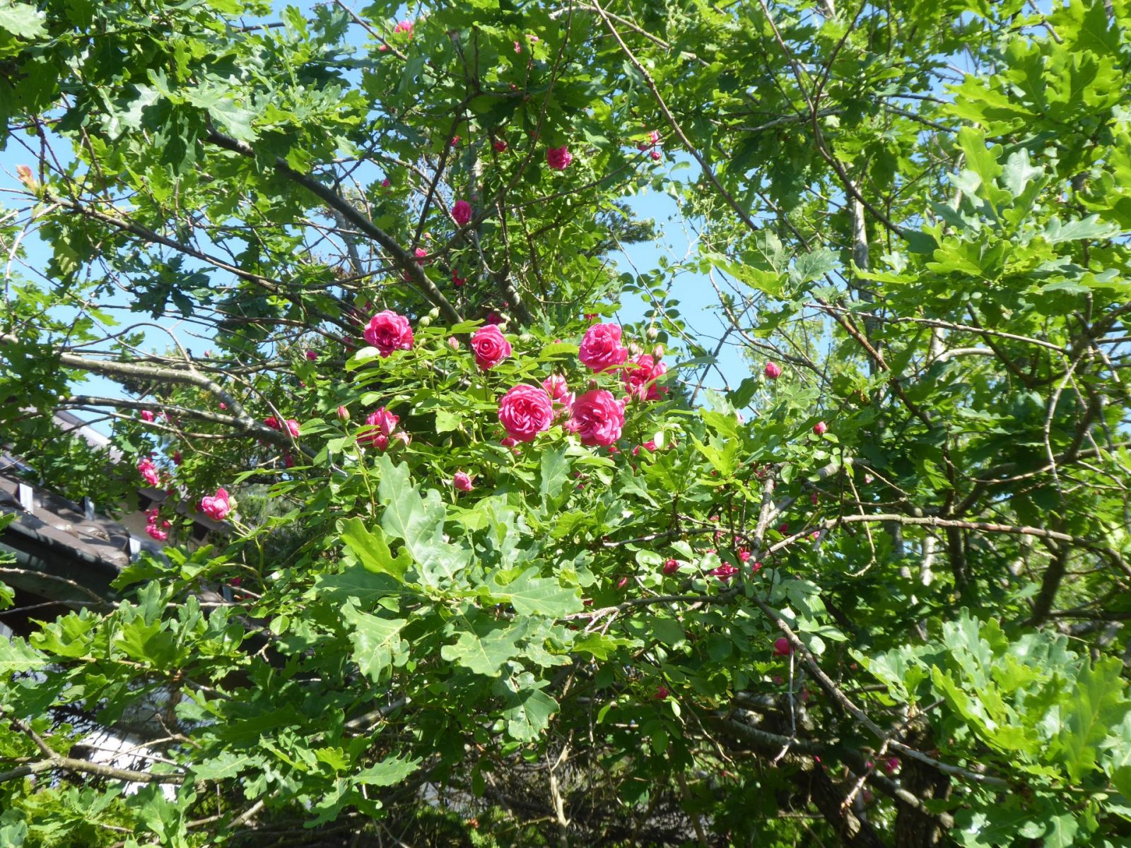 17.5.2019 Roseneiche (18)