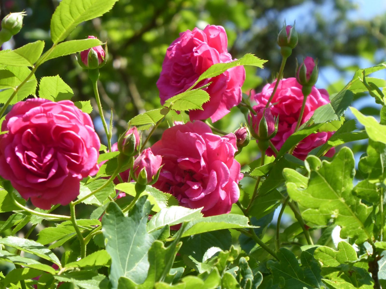 17.5.2019 Roseneiche (5)