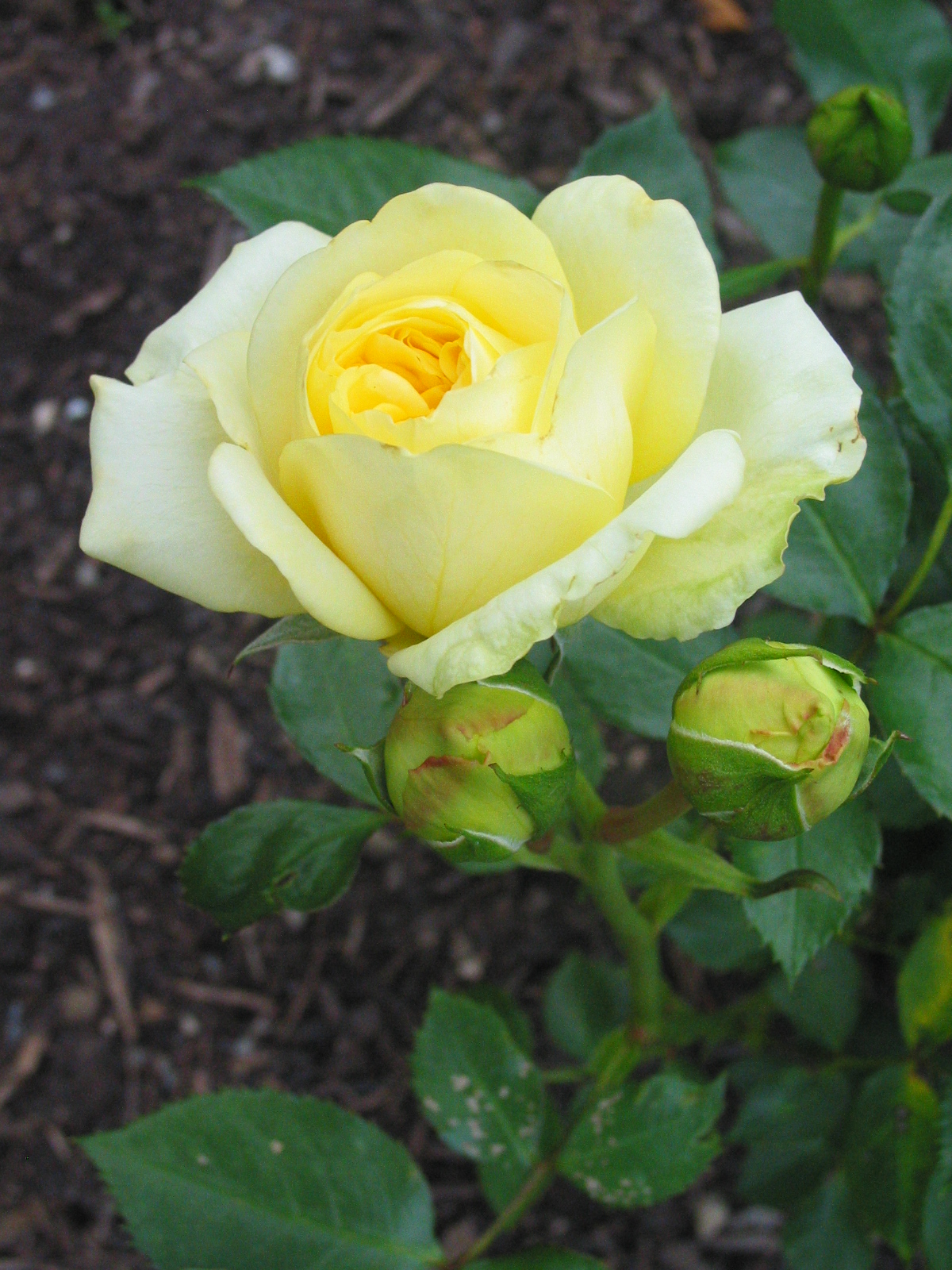 17.6.05 messe b. wörishofen gelbe rose