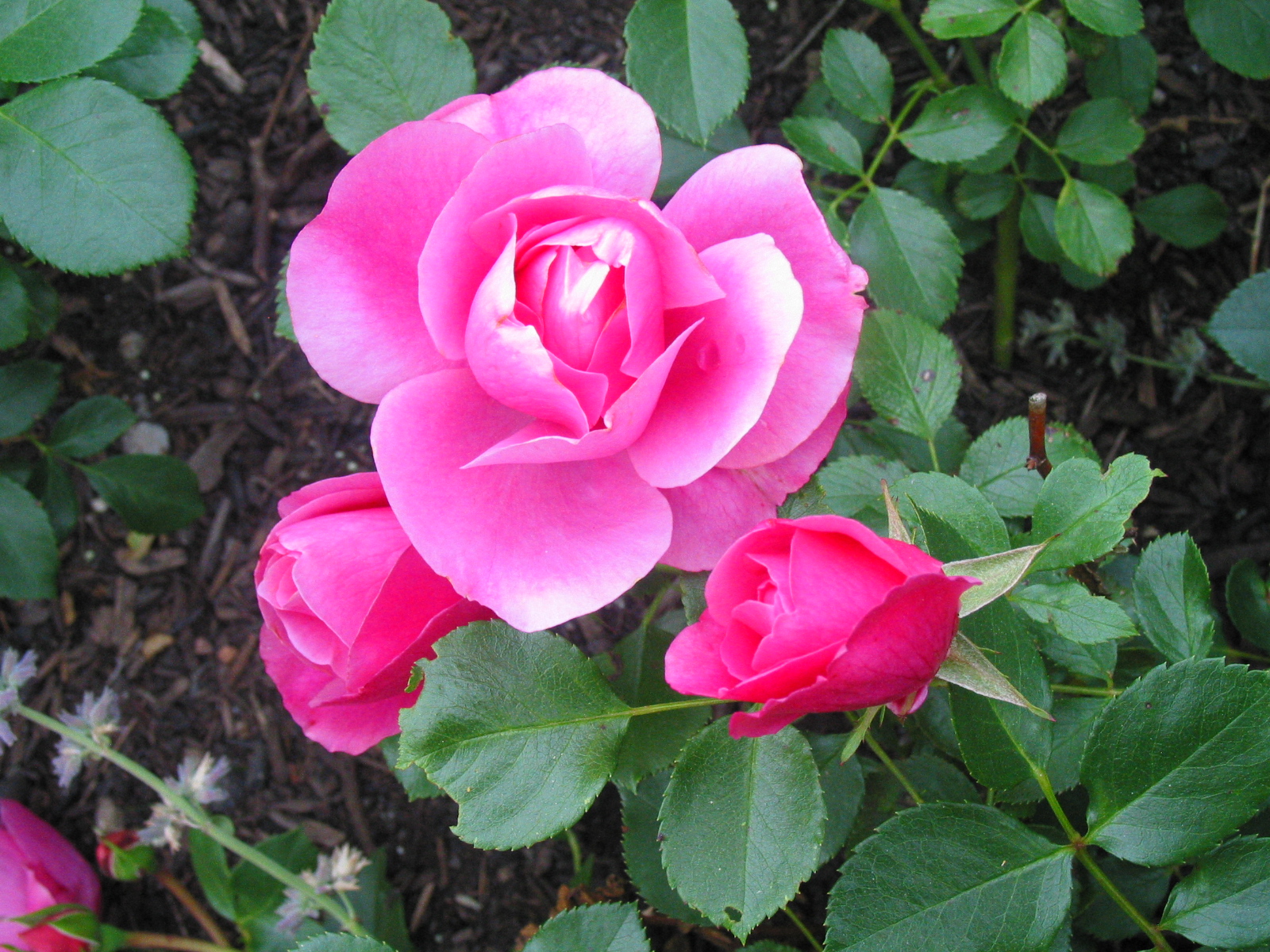 17.6.05 messe b. wörishofen im rosengarten