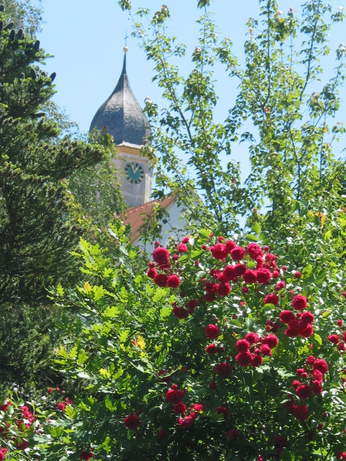 17.6.2009 Roseneiche (28)