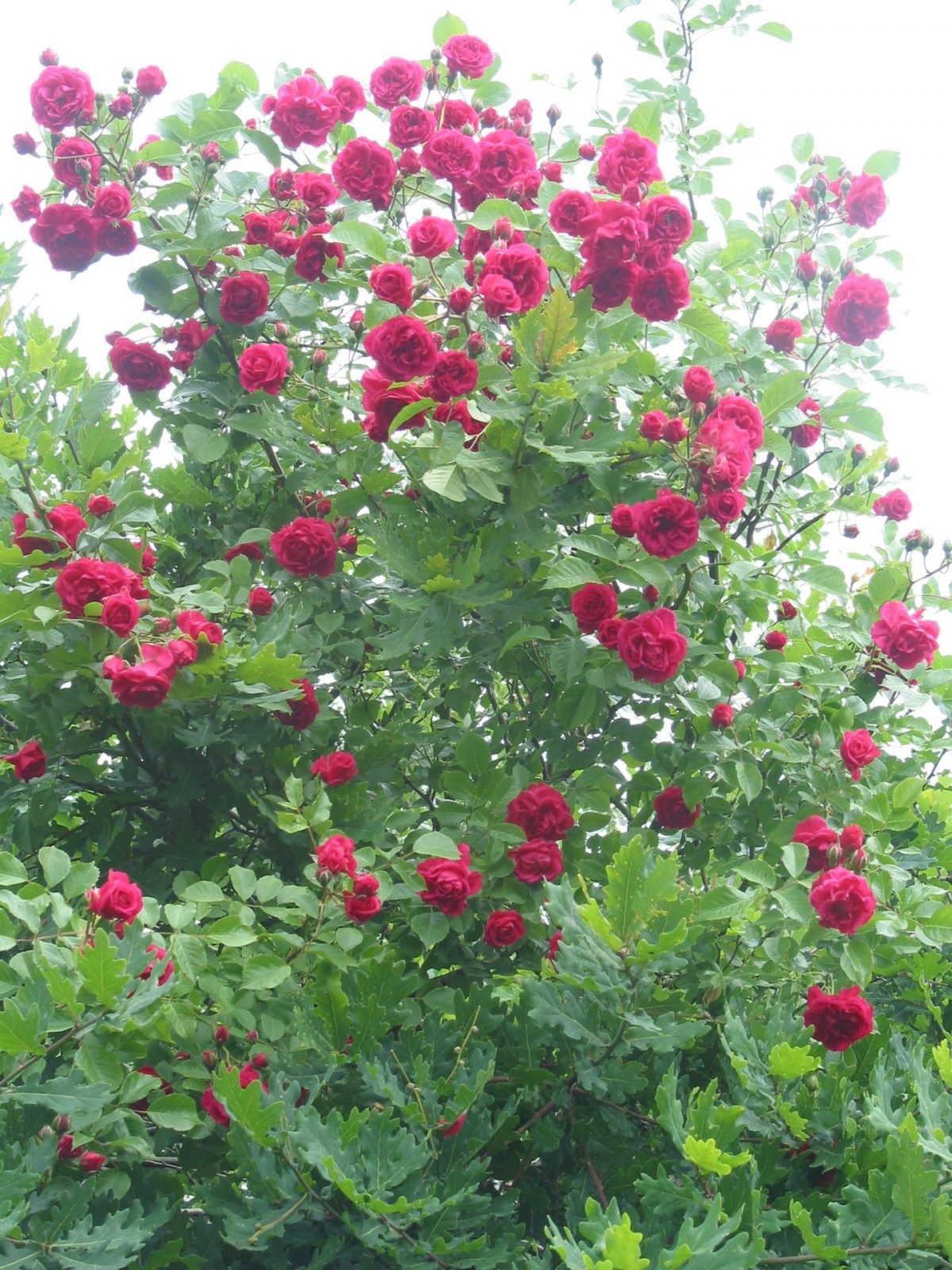 17.6.2009 Roseneiche(24)