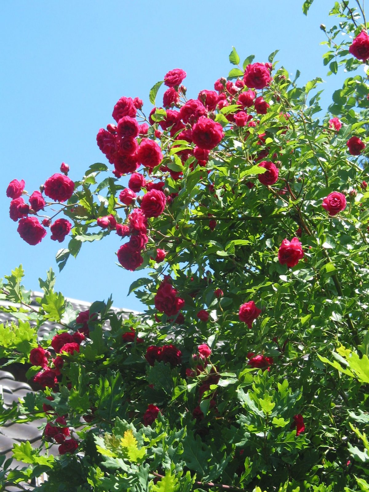 17.6.2009 Roseneiche(25)