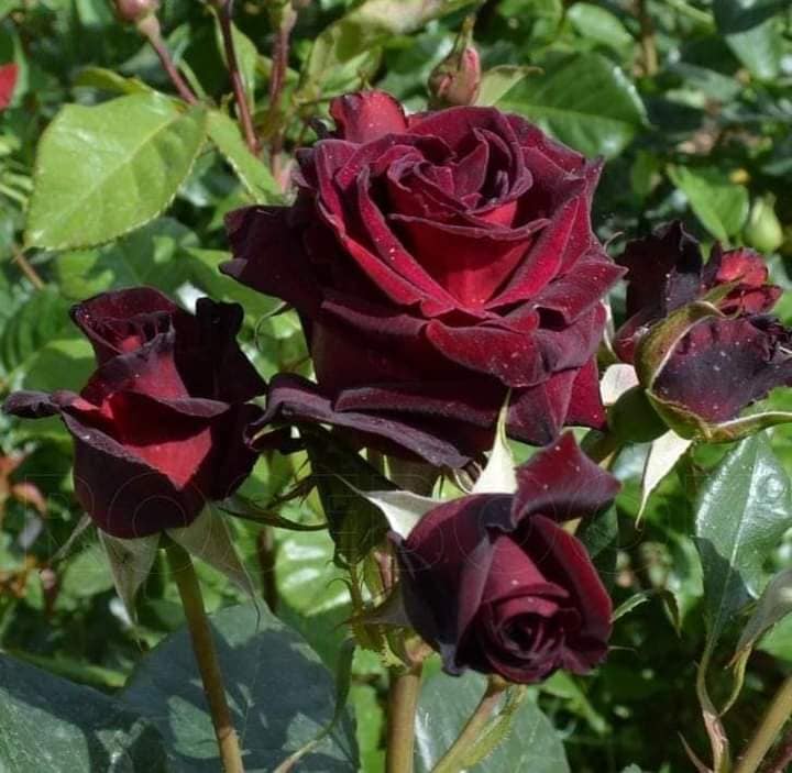 170250888_277021927227494_7720066023456100571_n