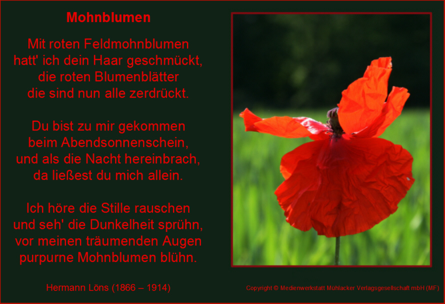 17189-1.jpg Mohnverse a