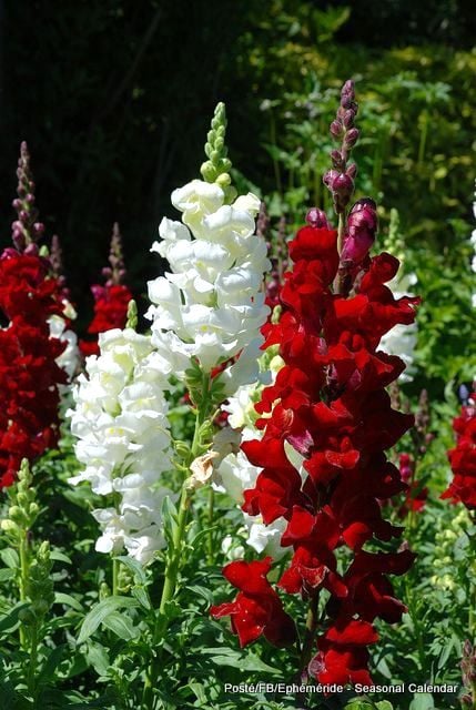 174590631_4144810502235681_8069762803189290276_n