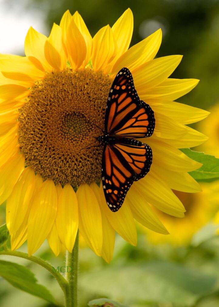 175672860_2958711404366657_4738447688948510242_n