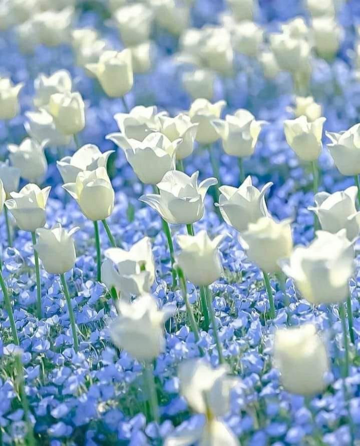 176057559_10219798437700174_3153661544077473820_n