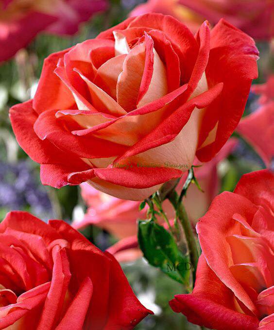 179378954_2896735940564204_519626314479566010_n