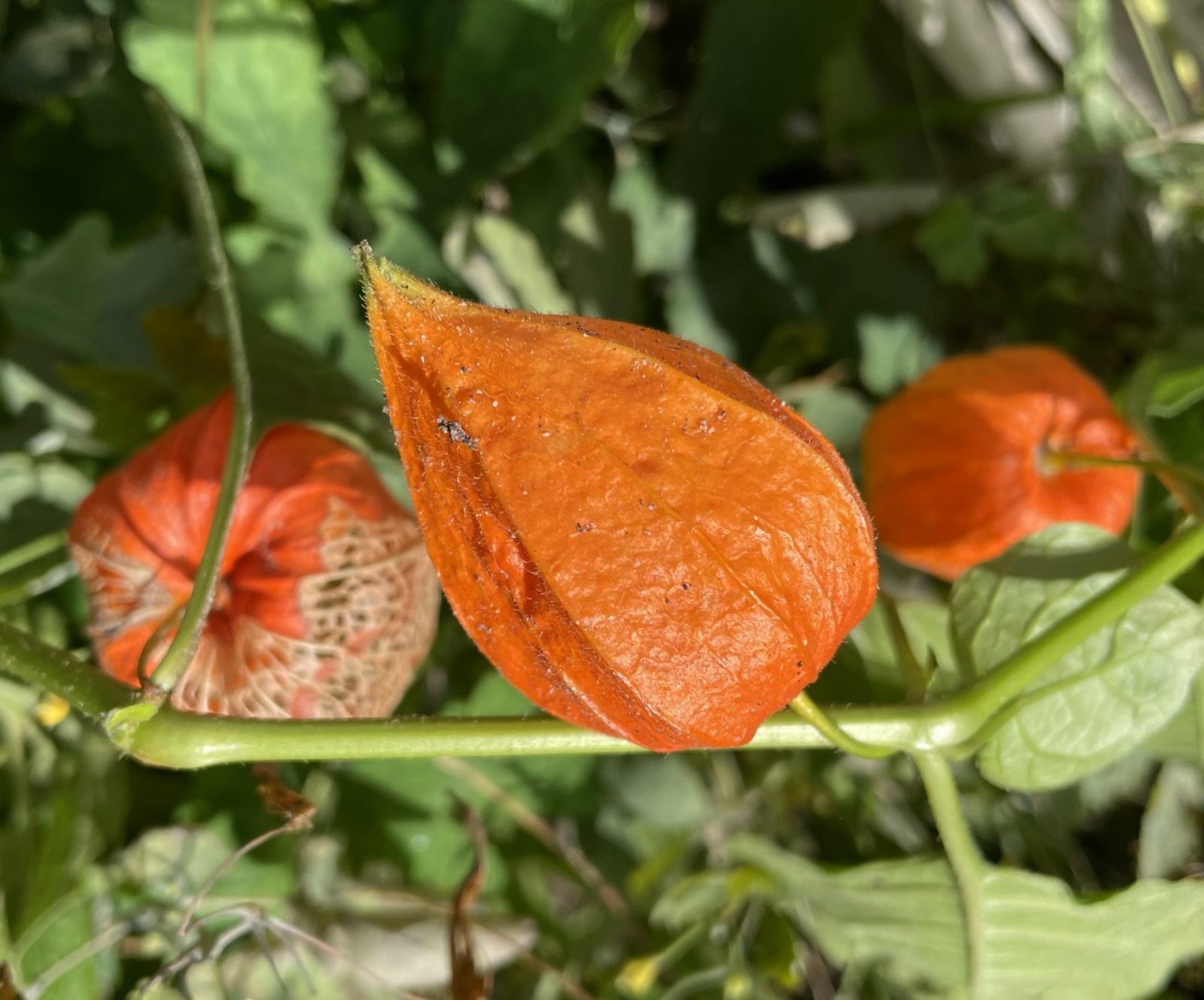 17C25A54-4388-4FC8-804C-DC2C14DBB377