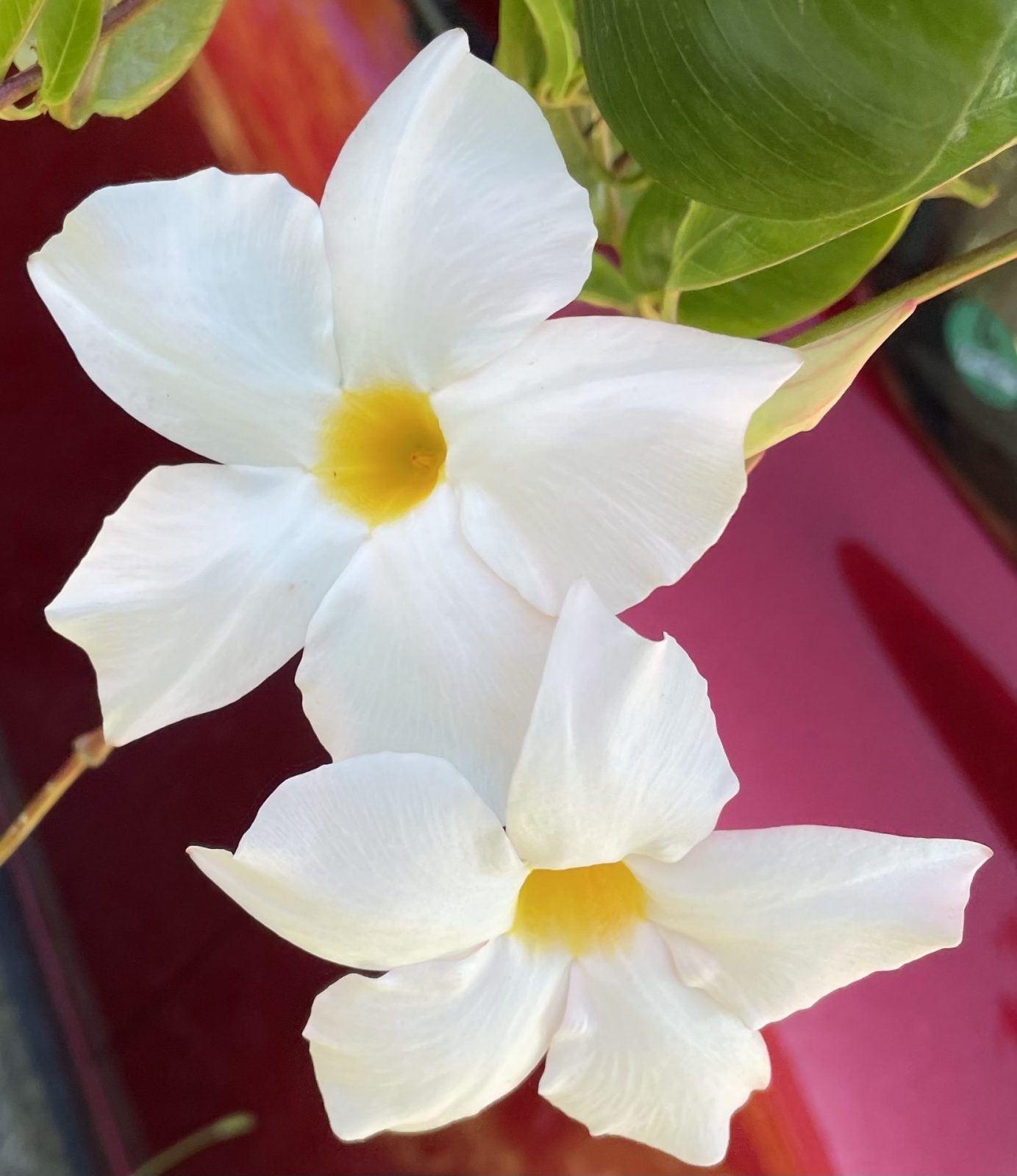 17E35941-6CF0-4D16-8EB0-AA62AAC18283