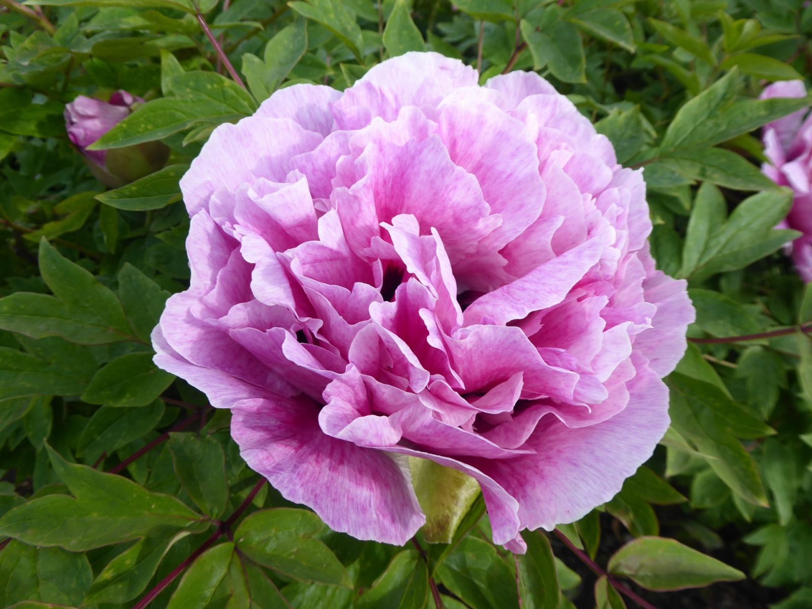 18.5.2019 Ansteckende Gesundheit (95)