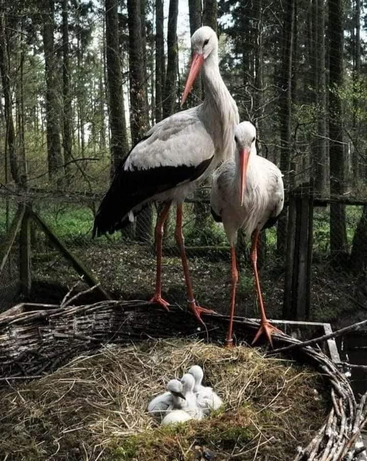 182621296_481251669870413_390992479556650385_n (1)