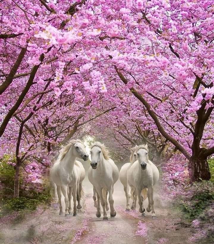 184337528_1222696588184645_7298520059726883104_n