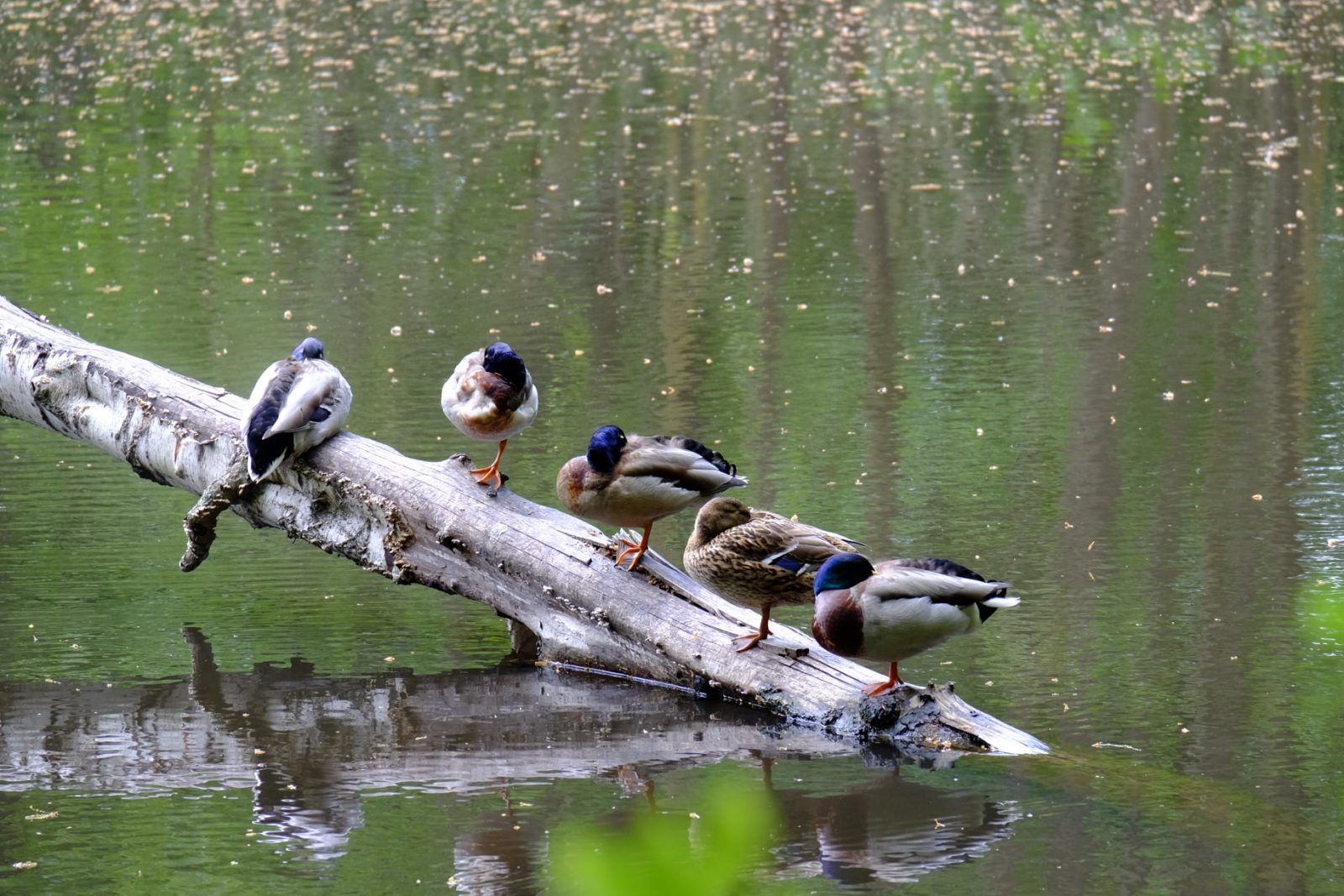 185154105_916399135872951_1393637122776383044_n