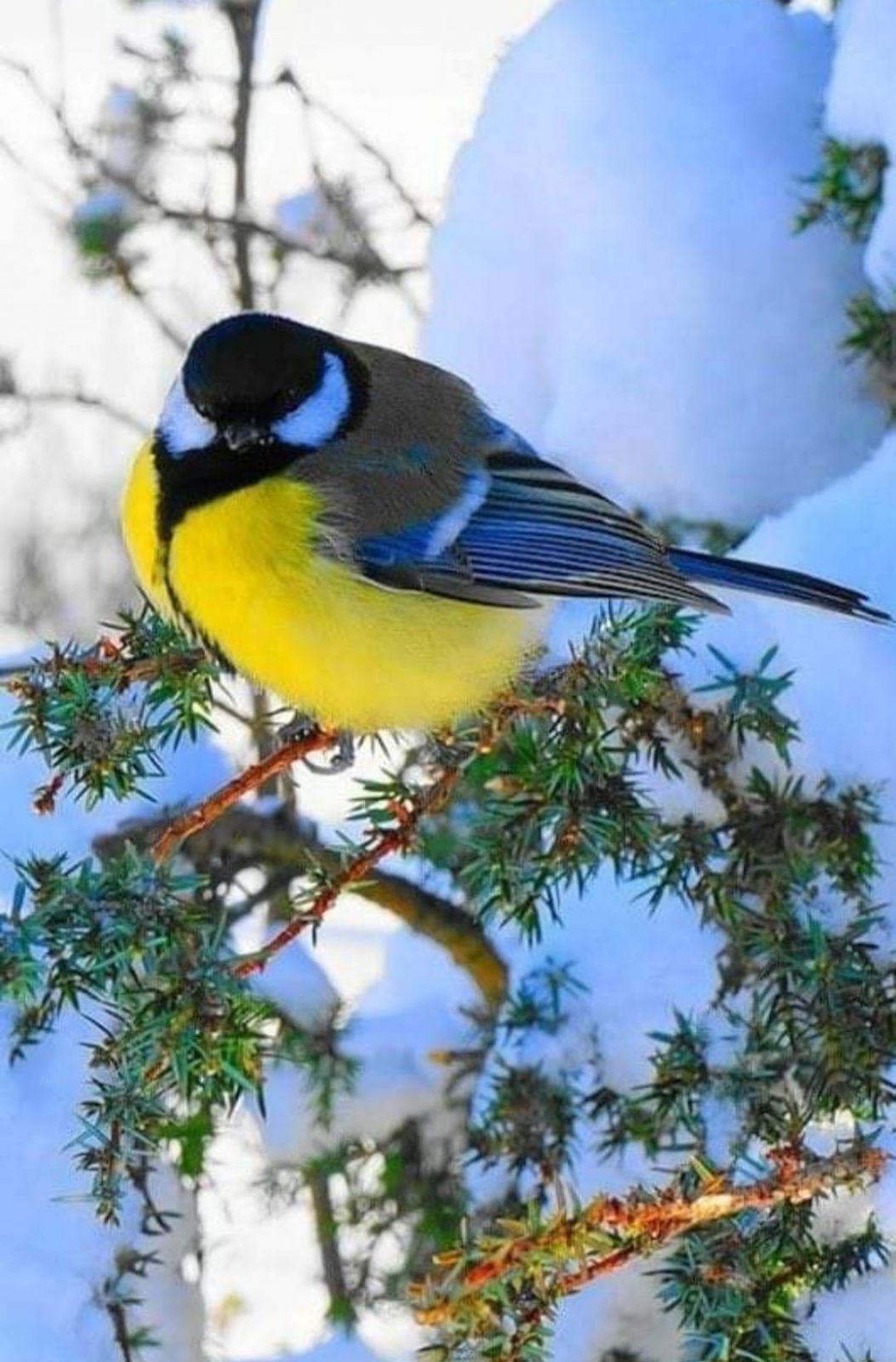 186513697_1888072081341662_6617543885779679293_n