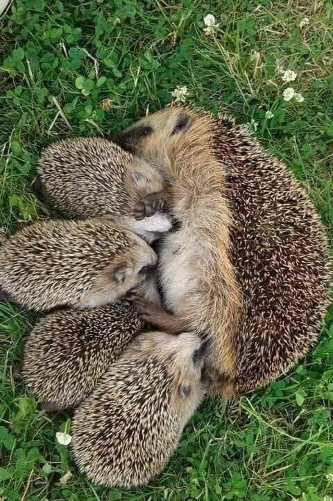 186546330_4332688723428366_5838971997735989878_n (1)