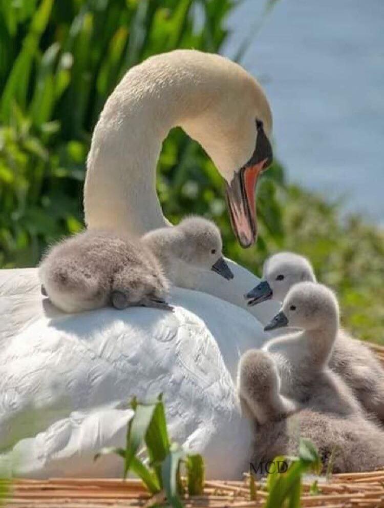 187737719_2916025681968563_2150738138172771248_n