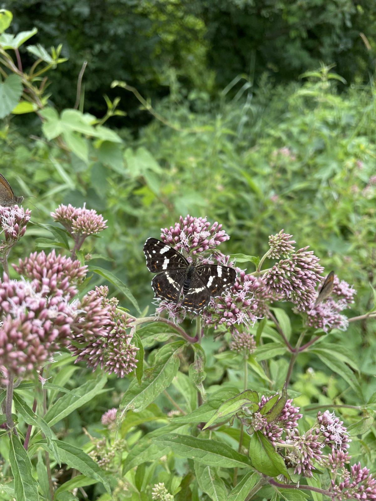 187DC73E-ABC2-4F36-9E7B-977AC624B18F