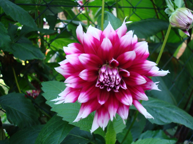 18A03A7B-EFA9-4010-BB02-9A70DF216D97