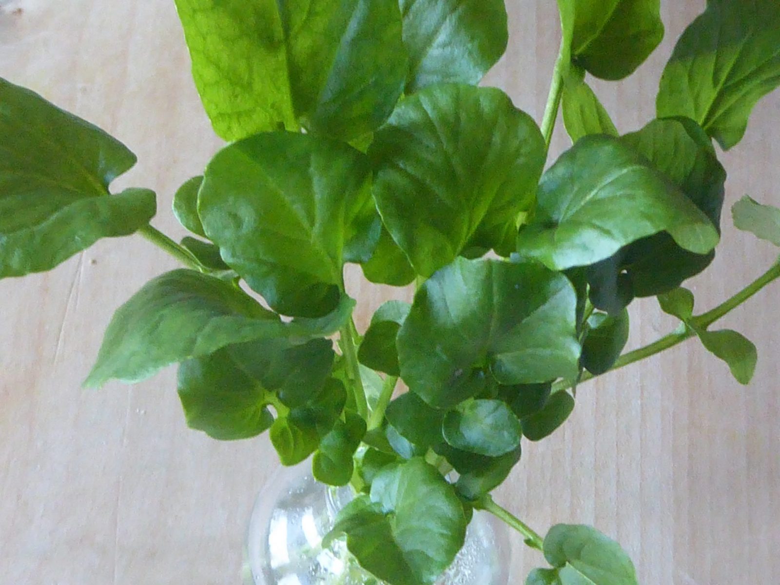 19.1.2022 Mittwoch (14)