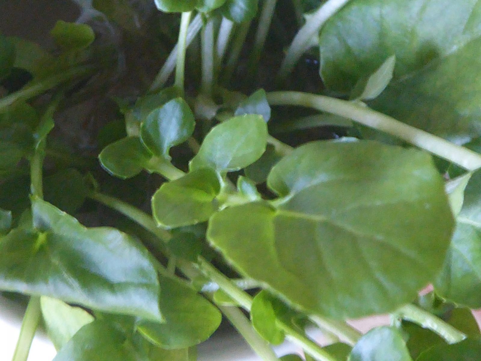 19.1.2022 Mittwoch (16)