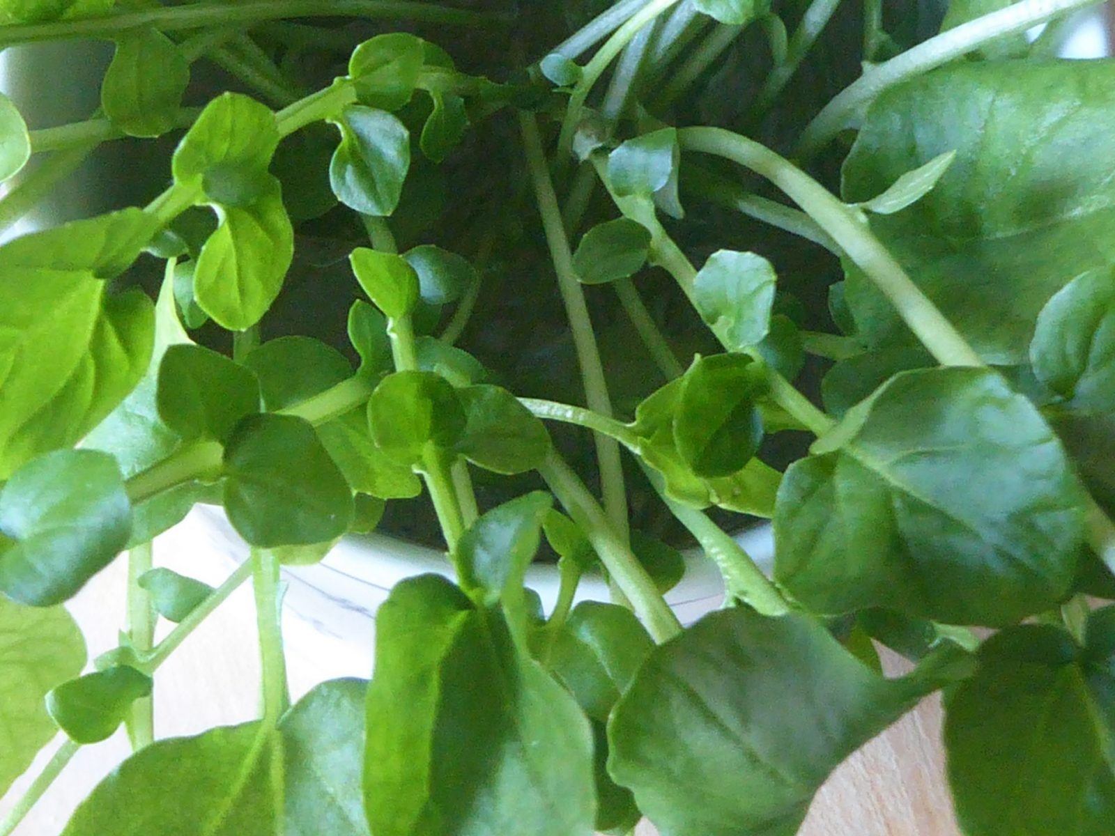 19.1.2022 Mittwoch (17)