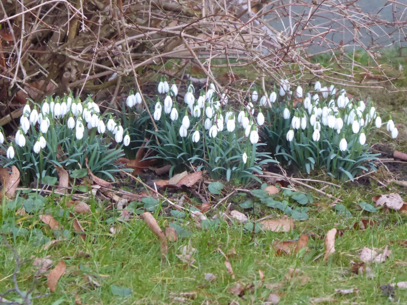 19.2.2022 sa.Spaziergang mit Frozan Frühl. Boten (38)