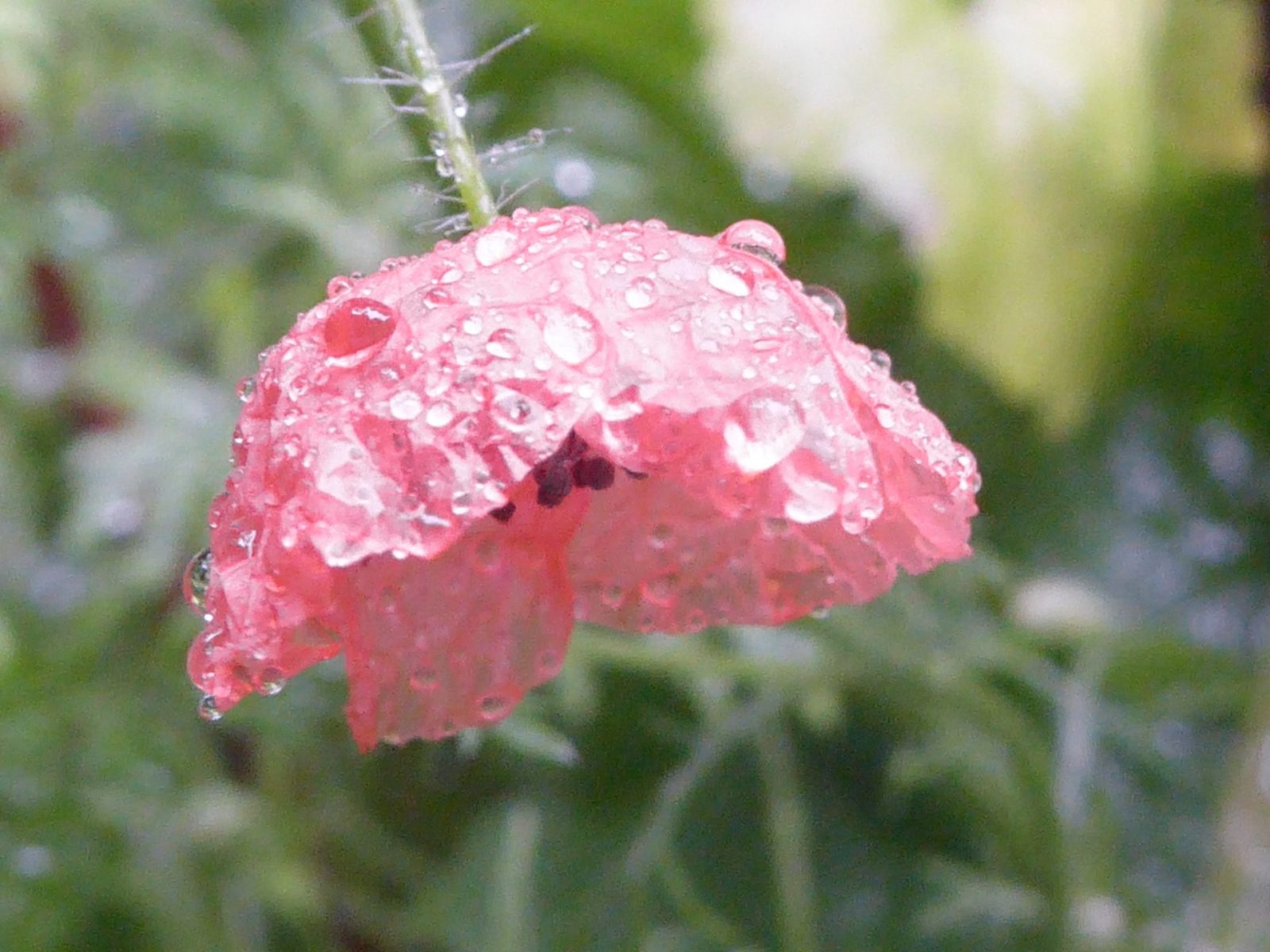 19.8.2022 endlich Regen (86)