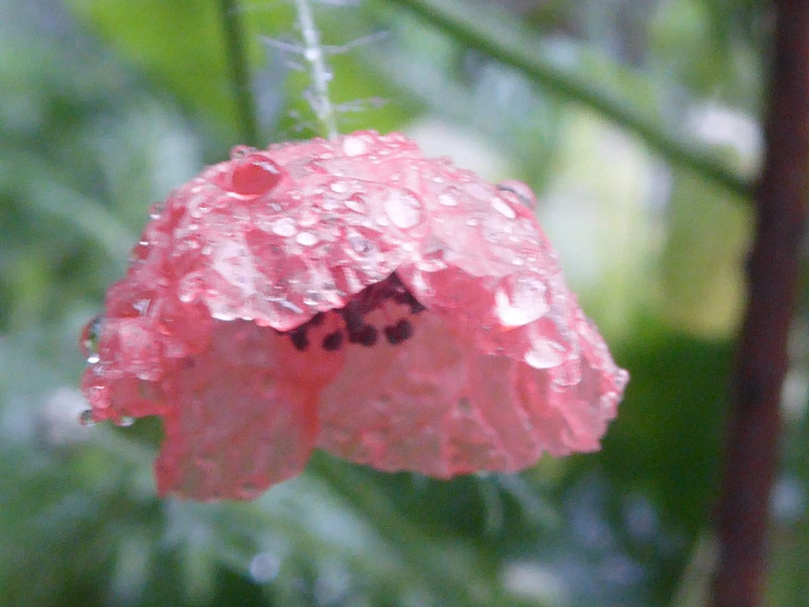 19.8.2022 endlich Regen (87)