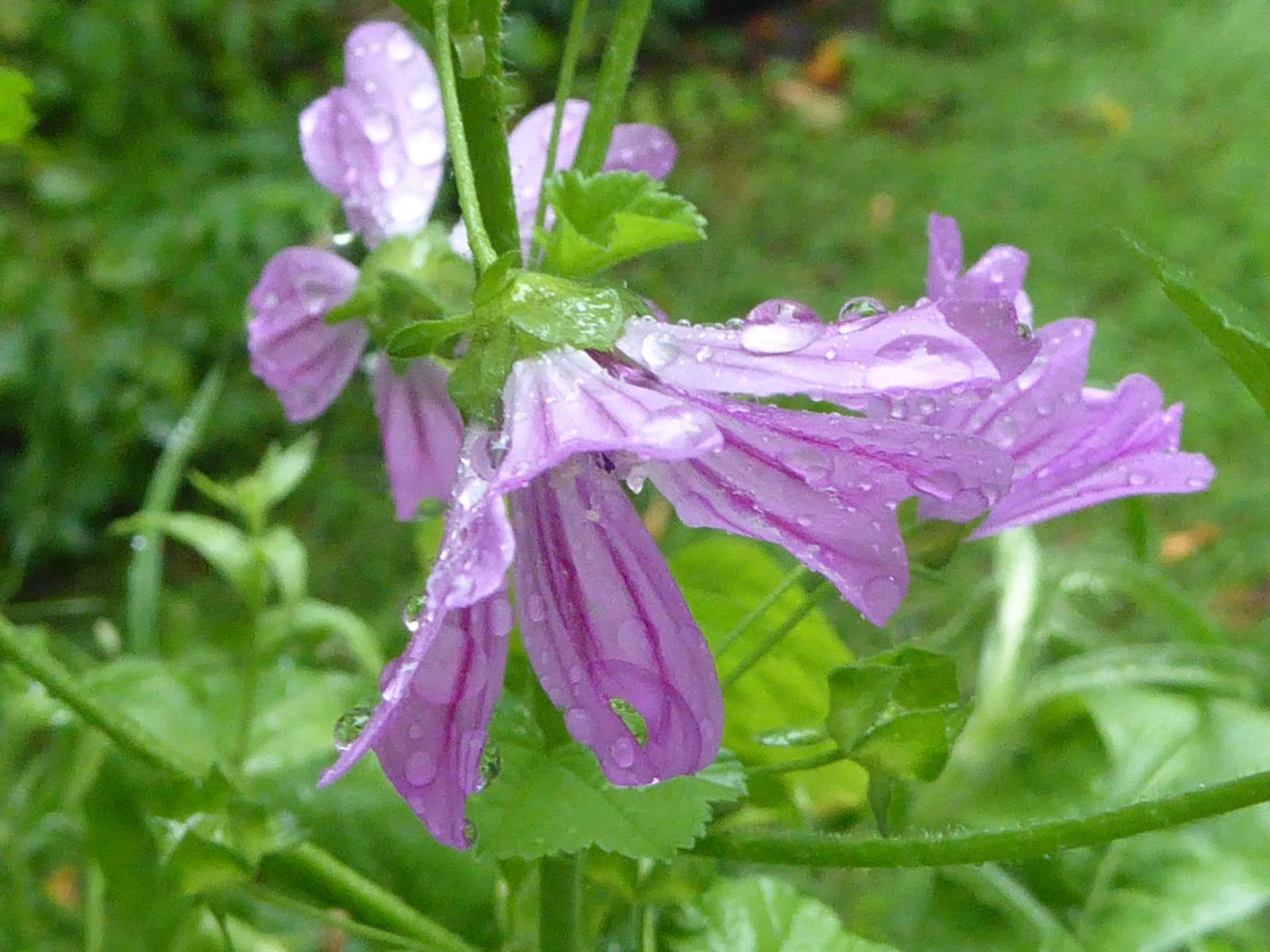 19.8.2022 endlich Regen (90)
