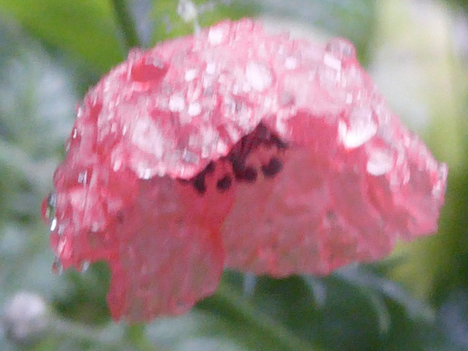 19.8.2022 endlich Regen (93)