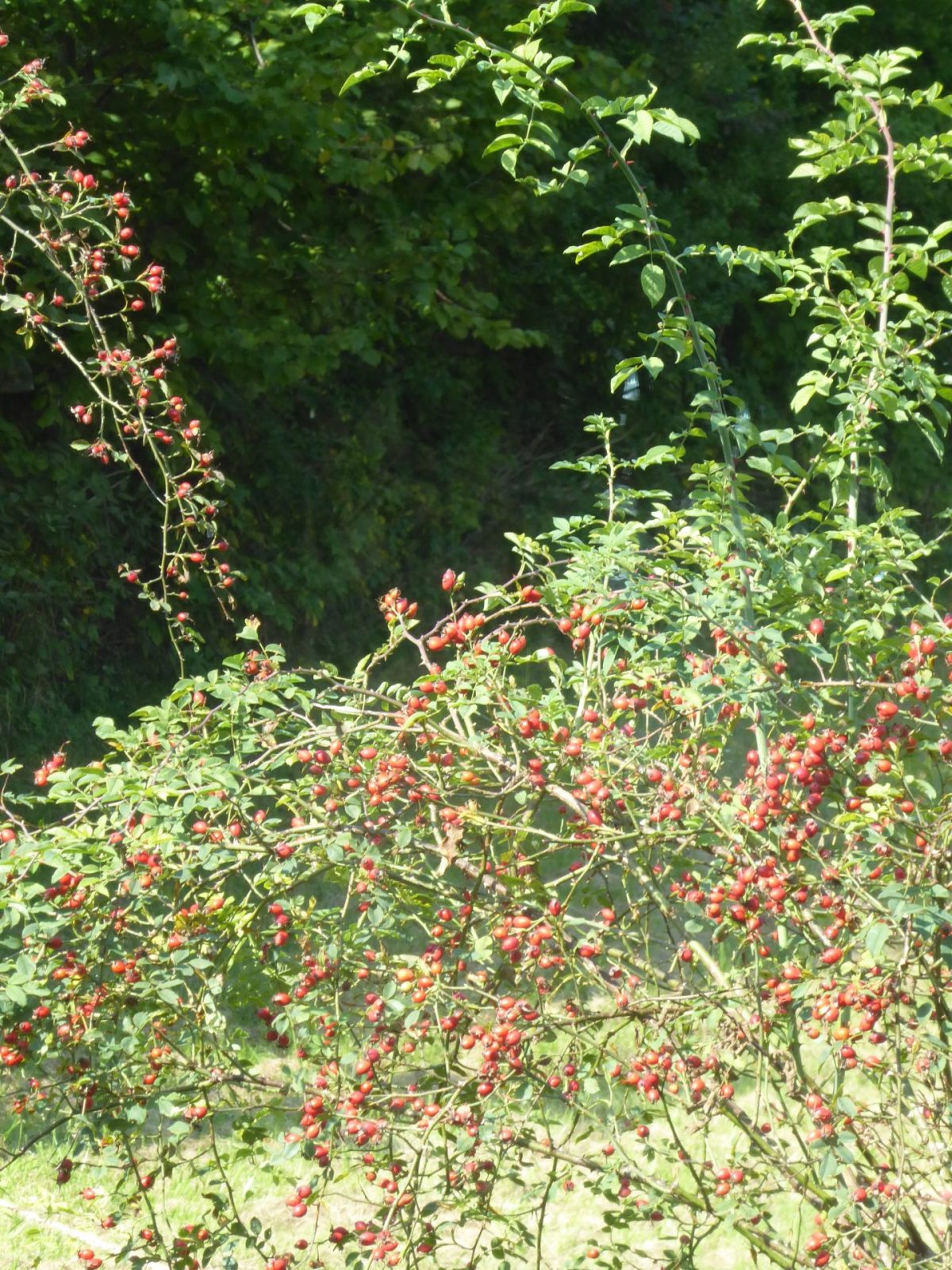 19.9.2021 Sonntag (17)