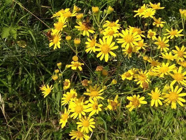 190923_Jakobskreuzkraut_david-600x450