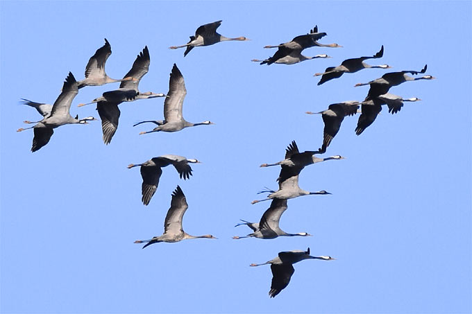 191014-nabu-kraniche-manfred-ziegler2