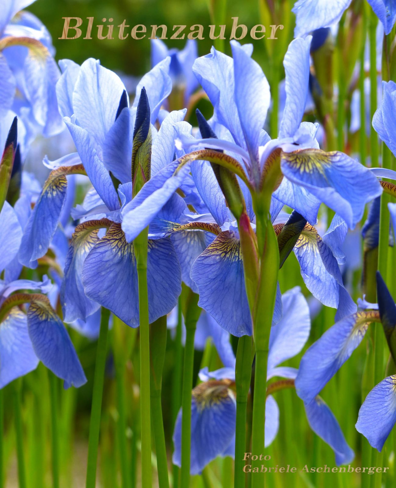 191189725_270485938195490_5236770384466017321_n