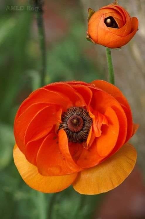 192389582_4369984186365486_8369212910533801800_n