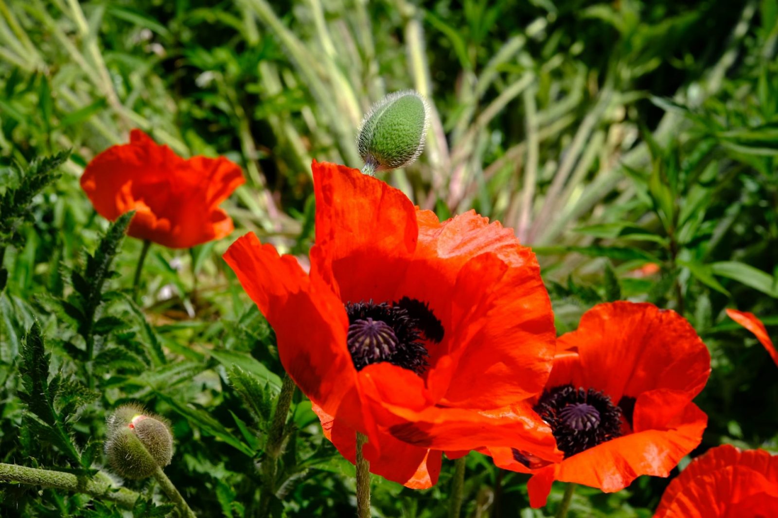 193335047_927172024795662_1632007293319013105_n (1)