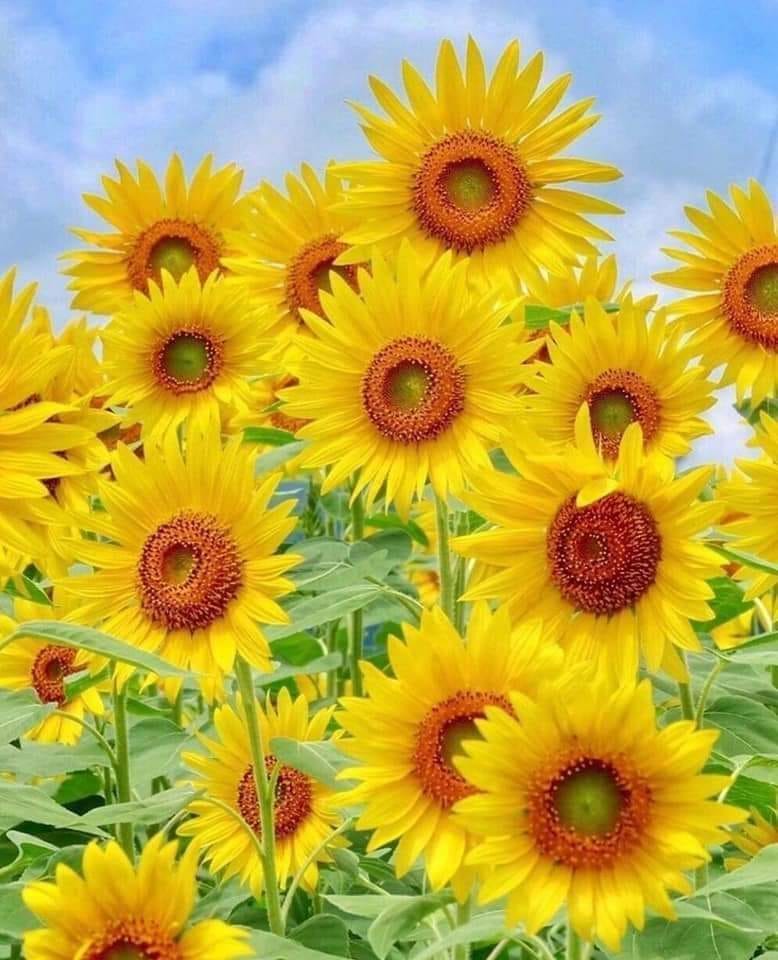 193733553_4378941392136432_6802507426452668535_n