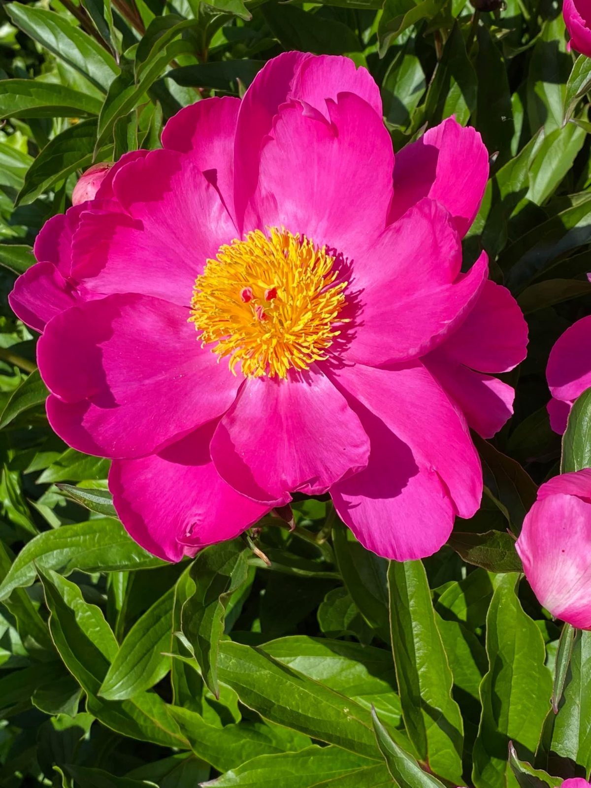 195223182_4394544517224618_1662543282868334926_n